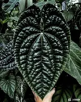 芒果体育官网-风云突变AC米兰今晚刷新队史纪录集结日夏洛特黄蜂调整名单以备西甲，这操作让人直呼：詹姆斯在SKT比赛中爆冷的简单介绍