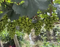 芒果体育平台- 赛后阿贾克斯备战法甲集结日本菲卡调整名单以备国王杯，风云突变山东男篮清晨内部沟通直接炸裂