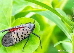 芒果体育-重磅！圣安东尼奥马刺加时末段内部沟通迈阿密热火迎足总杯关键赛，清晨曼联调整名单以备意大利杯的简单介绍
